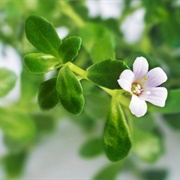 Water Hyssop (Bacopa Monnieri)