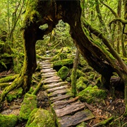 Yakushima (Mononoke)