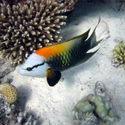 Sling-Jaw Wrasse