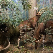 Okapi Taxidermy Diorama