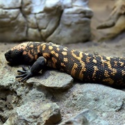 Gila Monster