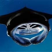 Manta Ray