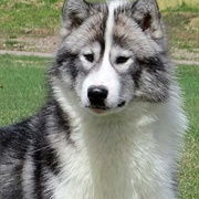 Canadian Eskimo Dog