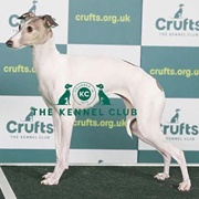 Italian Greyhound