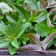 Water Mint (Mentha Aquatic)