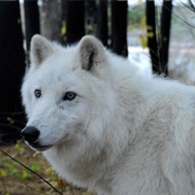 Wolf Conservation Center