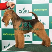Welsh Terrier