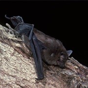 South-Western Free-Tailed Bat