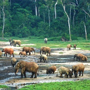 Dzanga-Sangha National Park, Central African Republic