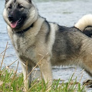 Norwegian Elkhound