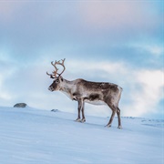 See a Reindeer