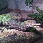 Cuvier's Dwarf Caiman