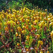 Darlingtonia State Natural Site
