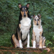 Smooth Collie