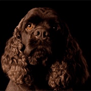 American Water Spaniel