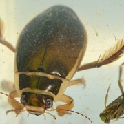 Great Diving Beetle