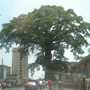 Cotton Tree (Sierra Leone)