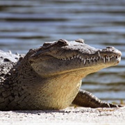 Crocodile and Alligator