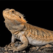 Bearded Dragons