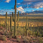 Saguaro National Park, USA