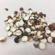 Prickly Water Lily (Euryale Ferox) Seeds