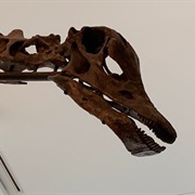 Gordo the Barosaurus