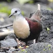 Santa Cruz Ground Dove