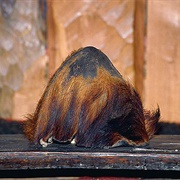 The Yeti Scalp of Khumjung, Nepal