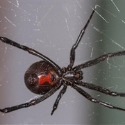 Black Widow Spider