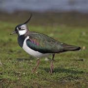 Lapwing