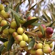 Arbequina