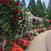 Rose Garden
