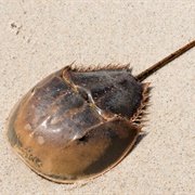 Horseshoe Crab