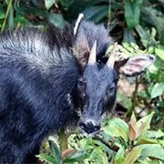 Southern Serow