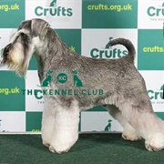 Schnauzer