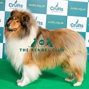 Collie (Rough)