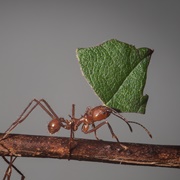 Leaf Cutter Ants