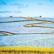 Hitachi Seaside Park, Japan
