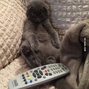 You Watch Movies You Don't Like Because the Remote Control Is Too Far From You