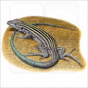 New Mexico Whiptail