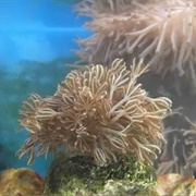 Pulse Coral