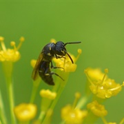 Yellow-Faced Bee