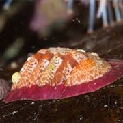Mottled Red Chiton