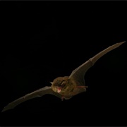 Southern Forest Bat