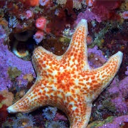 Leather Sea Star