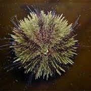 Green Sea Urchin
