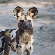 African Painted Dog