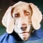 Dog Nightmares (2022-)