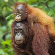 Orangutan