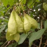 Caucasian Bladdernut